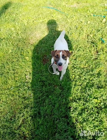 Гостиница для собак и кошек (передержке) зооняня