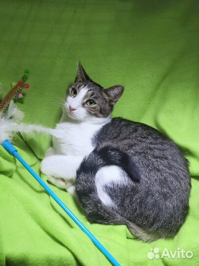 Котик в добрые руки к любимому хозяину