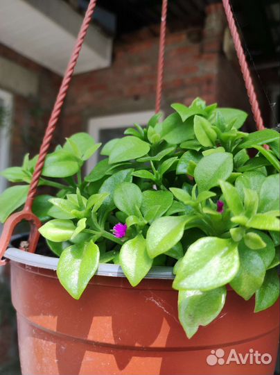 Аптения/Мезембриантемум сердцелистный