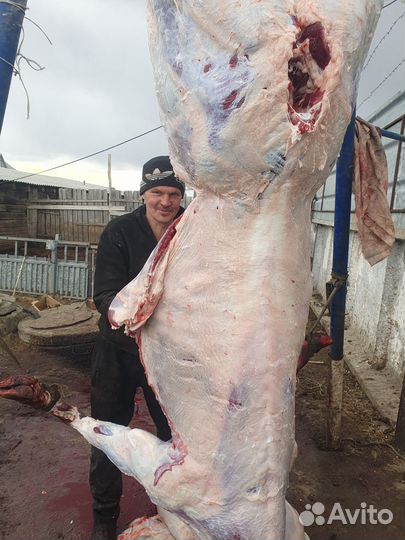 Свинина и говядина домашняя всё своё хозяйство