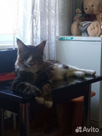 Домашняя передержка