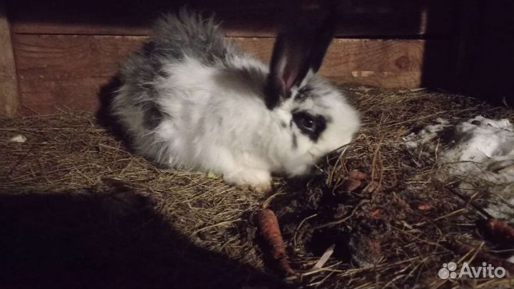 Продам крольчиху
