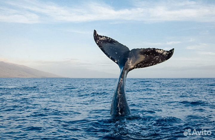 Ловля трески в мере