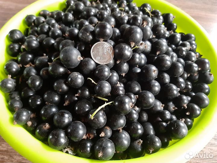 Саженцы вишни на ножке,красная смородина,Ирга