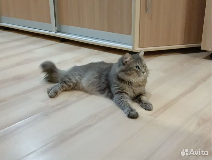 Кот для вязки