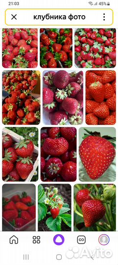 Продам саженцы клубники