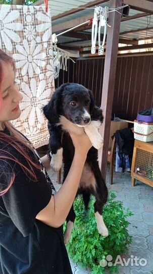 Щенок в добрые руки