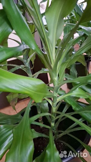 Пальма драцена