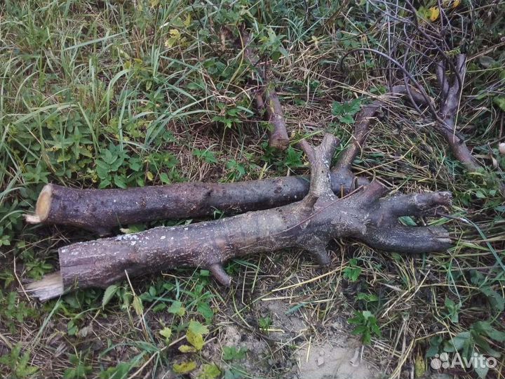 Яблоня и Дуб для поделок