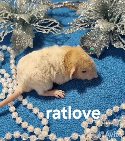 Крысята редкие малышки девчонки