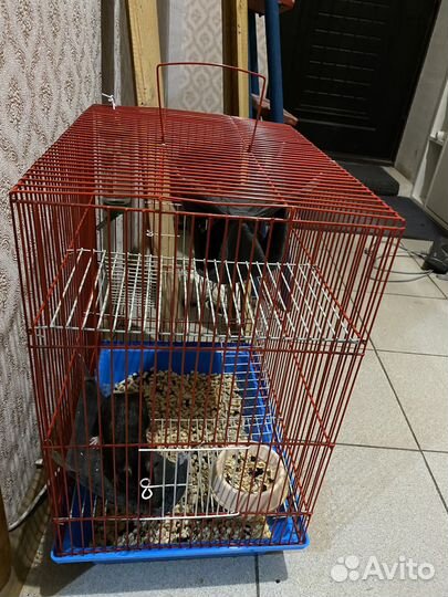 Крыса с клеткой