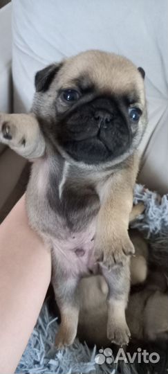 Щенки мопса