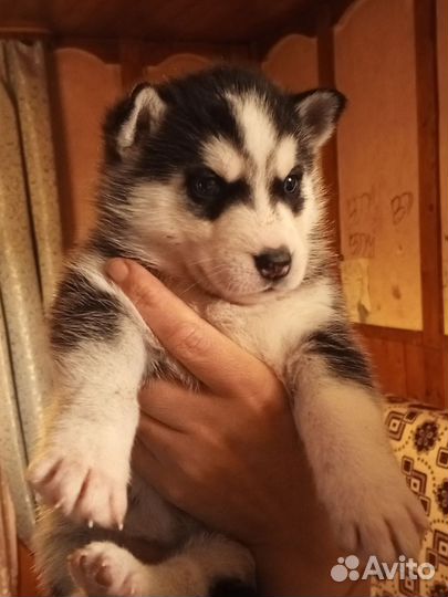 Щенки хаски