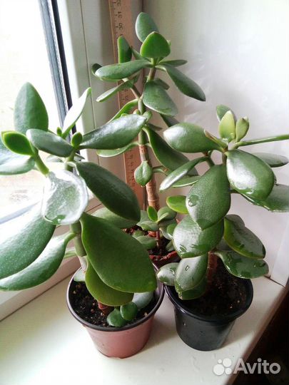 Денежные деревца-Толстянки