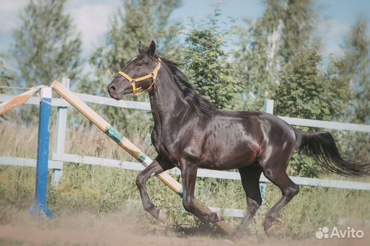 Лошадь
