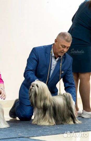 Щенки породистые лхаса апсо
