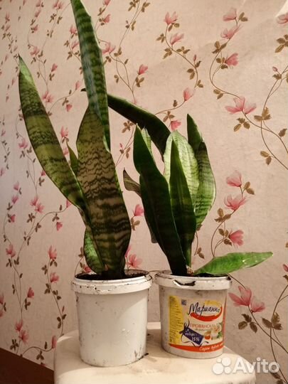 Сансевьерия