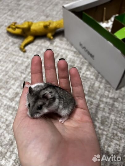 Джунгарский хомяк маленький