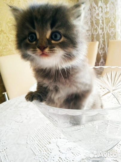 Котята