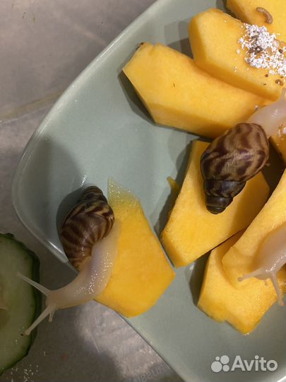 Улитки ахатины ретикулята