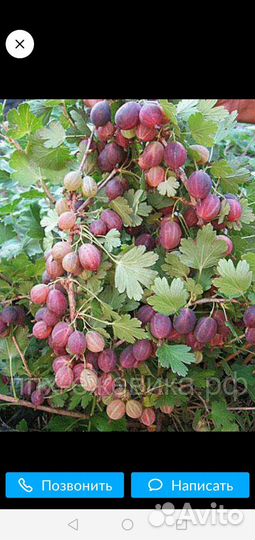 Саженцы клубники, крыжовника, смородины, вишни