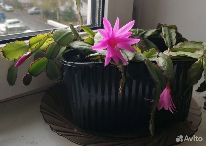 Декабрист(детки)