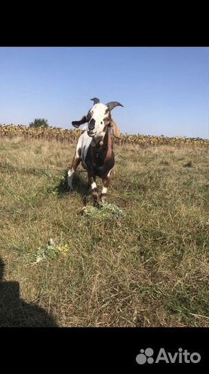 Нубийский козел