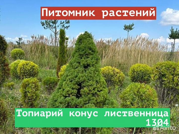 Саженцы Топиарий конус лиственница 1304