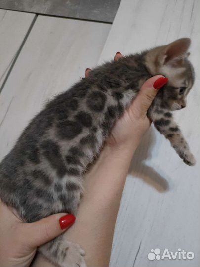 Бенгальская кошка