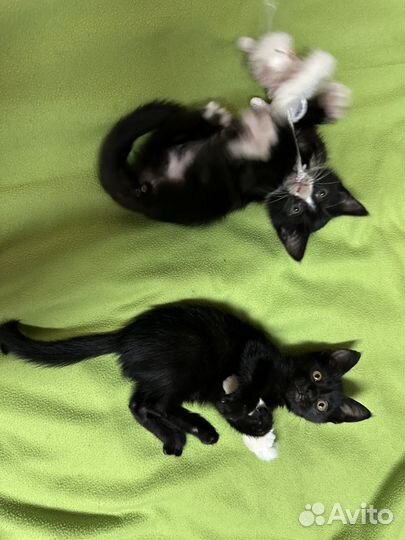 Отдам котенка в добрые руки