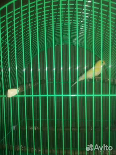 Продаю кенора