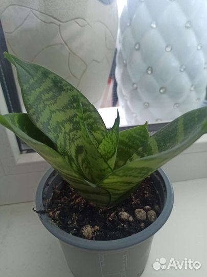 Сансивьерия