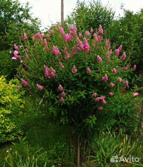 Спирея иволистная