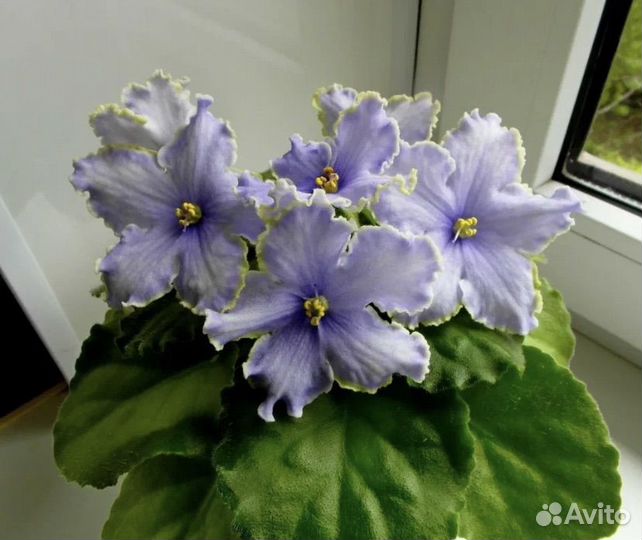 Излишки деток сортовых фиалок