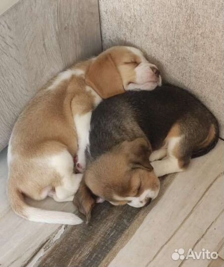 Щеночки бигля