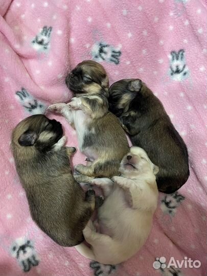 Щенки пекинеса