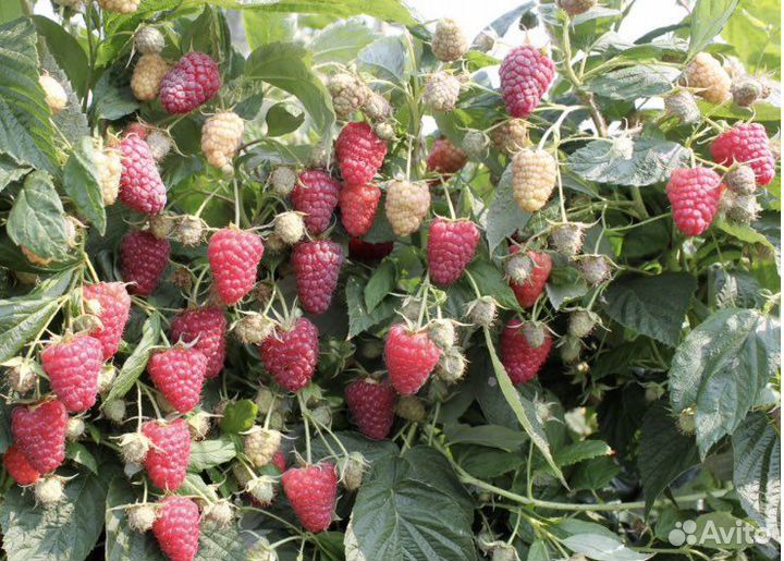 Саженцы малины Амира