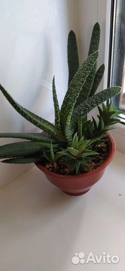 Суккуленты