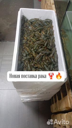 Варёные раки