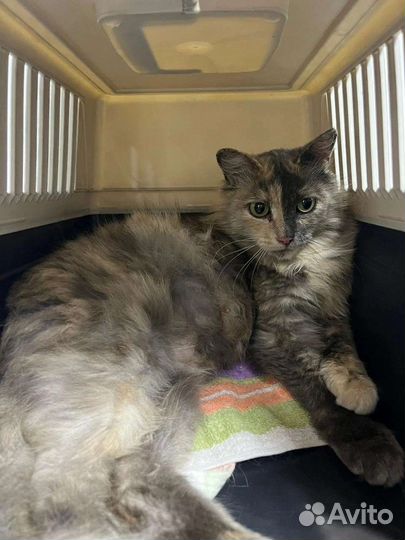 Кошечка Софа 2 года стерильная