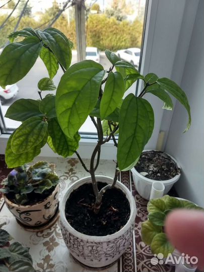 Комнатные цветы