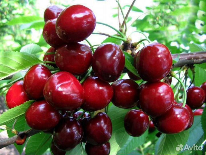 Саженцы Морозостойкой Черешни Ипуть