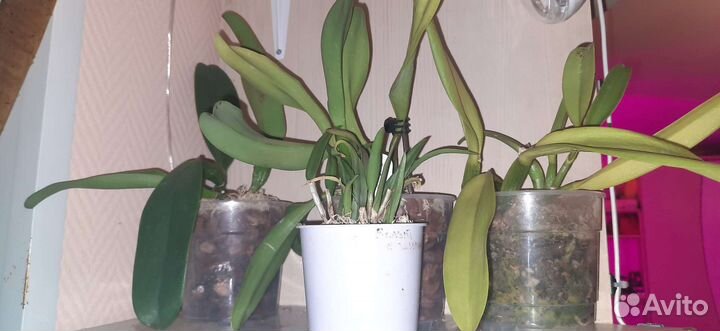 Орхидеи дендробиумы, катлеи, онцидиумные