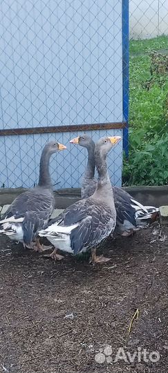 Единские гуси