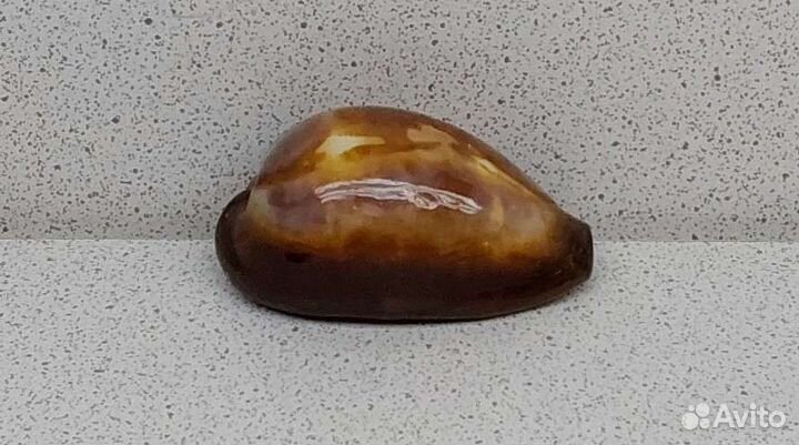 Ципрея Оникс 4,5 морская ракушка раковина