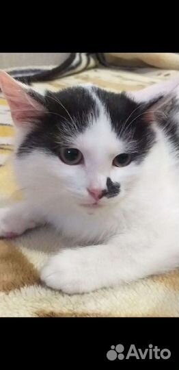 Котик мальчик бесплатно
