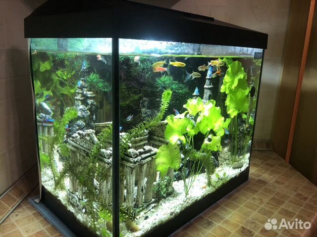 Готовый аквариум