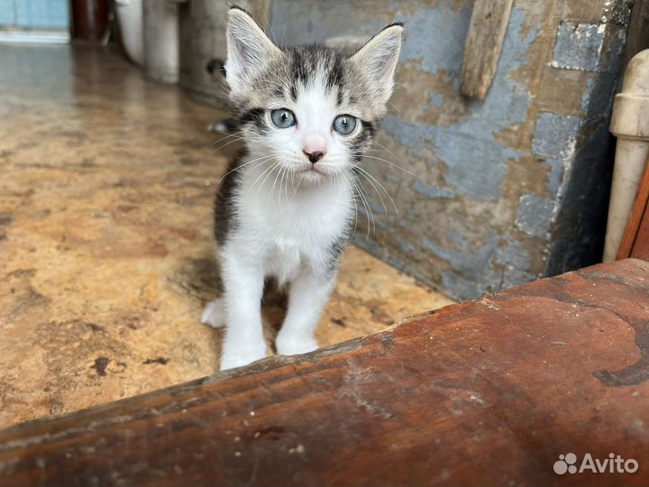 Котенок девочка 1 месяц