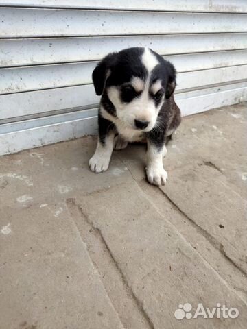 Щенки хаски метис