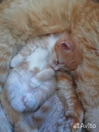 Рыжое счастье